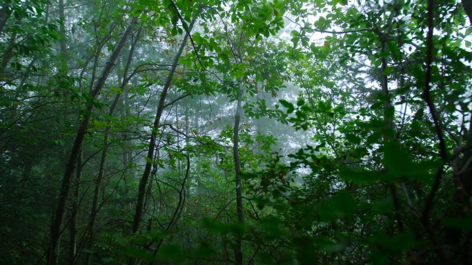 雾林丛林大自然热带雨林灌木丛生态云雾雾气