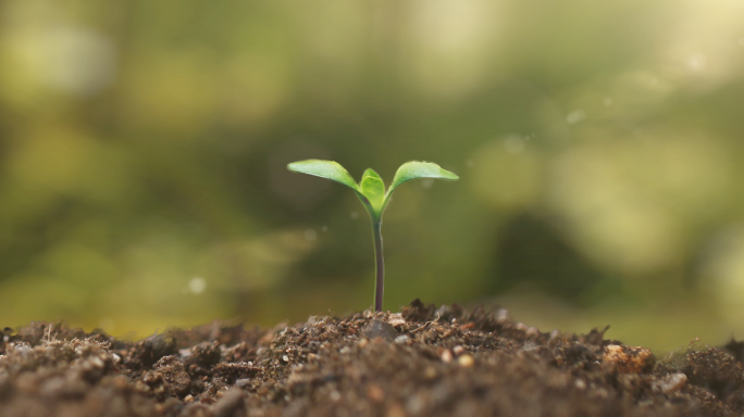 植物种子发芽生长延时树苗阳光