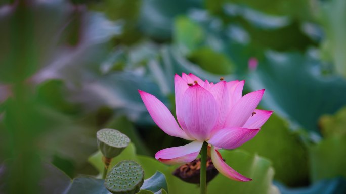 荷花蜜蜂采蜜