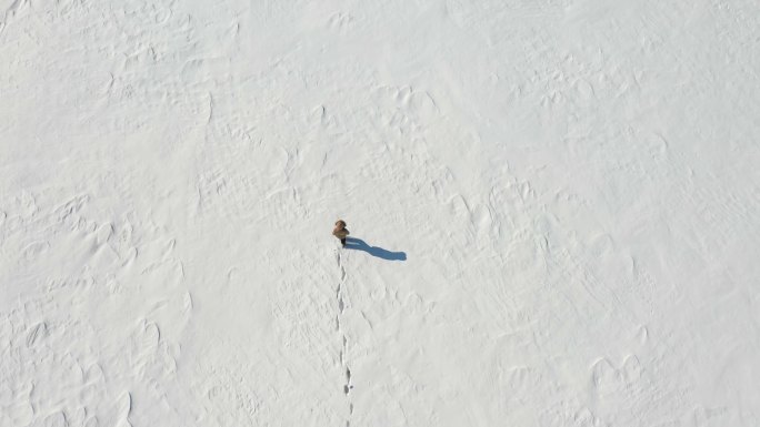 孤独的人行走在白雪皑皑的雪地