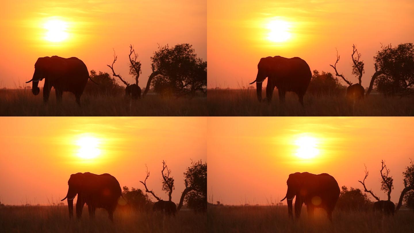 大象和小象在日落时的剪影