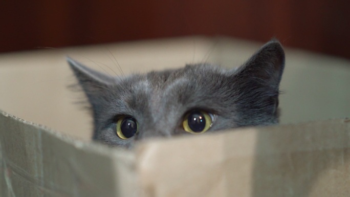 盒子里的猫脸小心翼翼的探出半张脸
