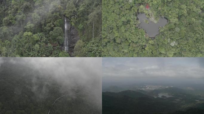 4k琼中百花岭热带雨林