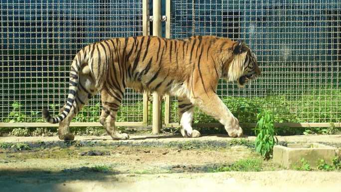 老虎和白虎