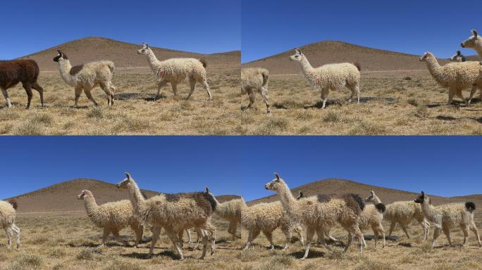 高原地区的骆驼放牧。