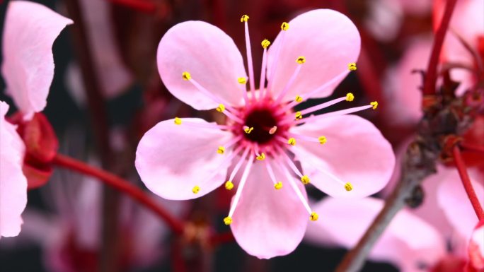 粉红樱花盛开