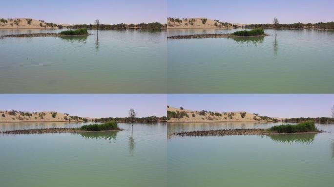 沙漠湖泊沙漠绿洲。沙漠生命之水