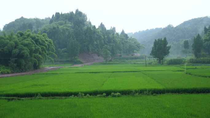 下雨中的绿油油的稻田