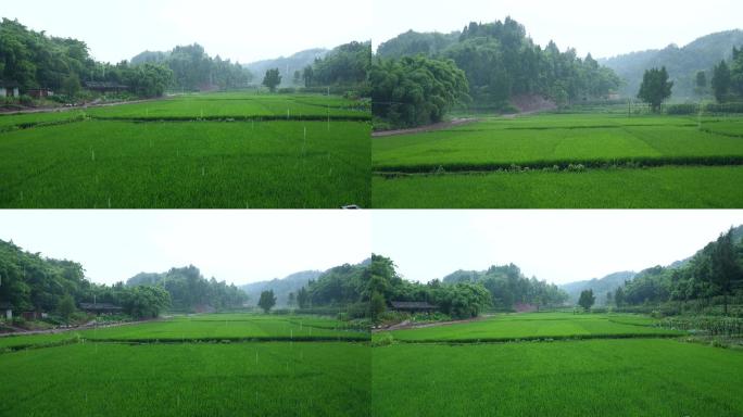 下雨中的绿油油的稻田