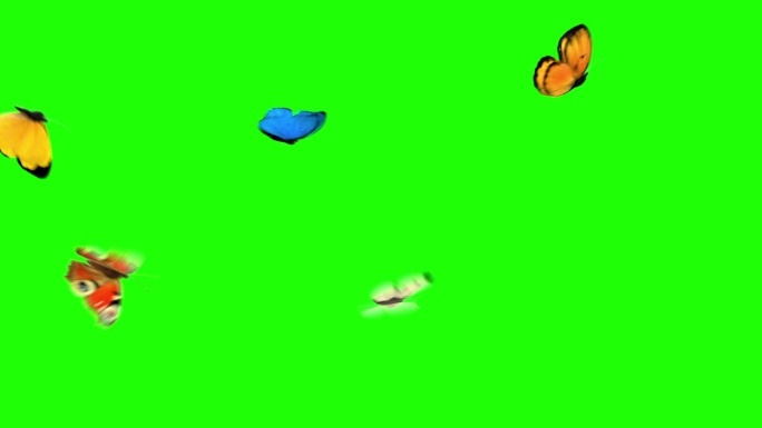 蝴蝶在绿色的背景上飞翔