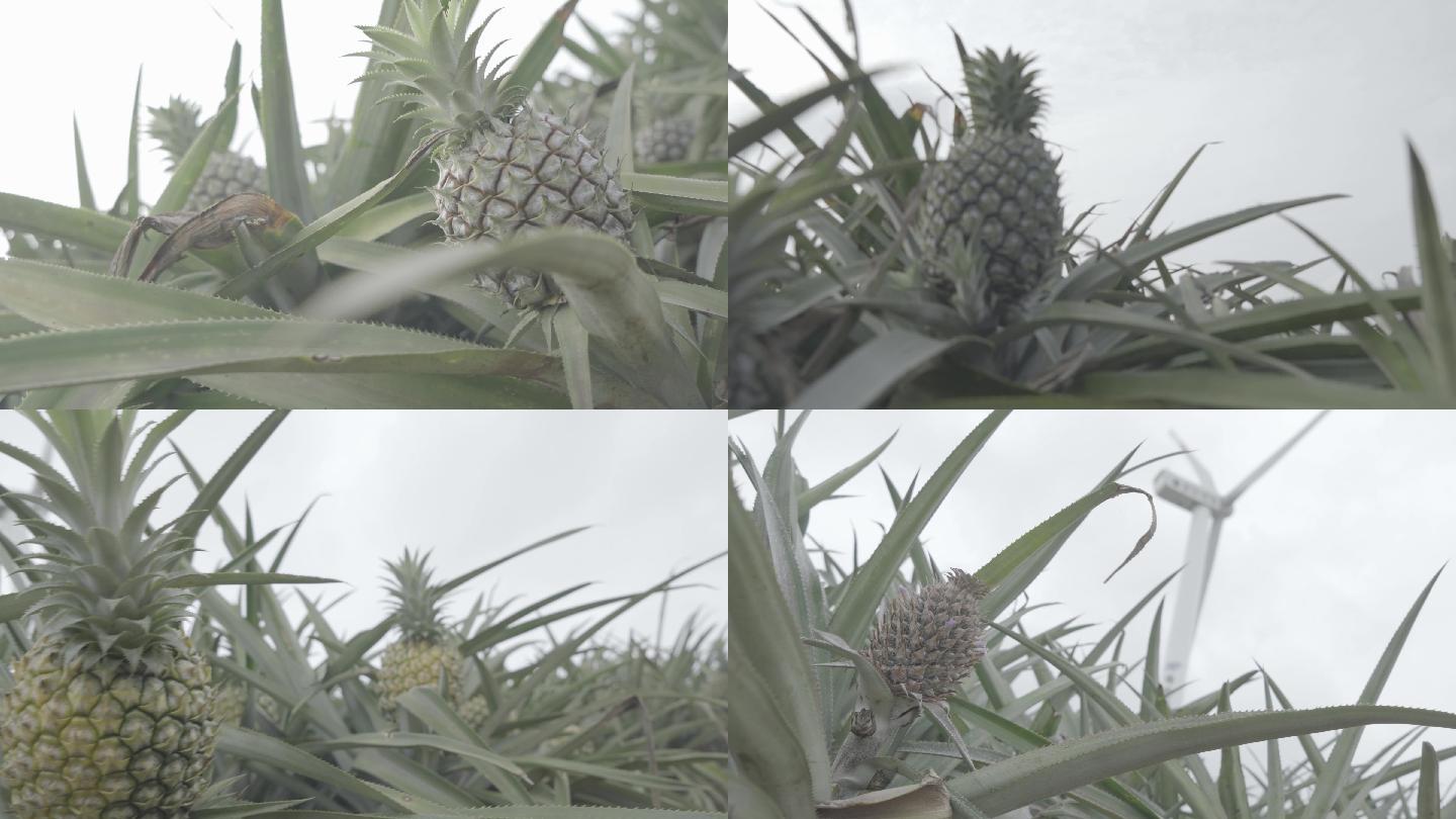 菠萝的海菠萝视频