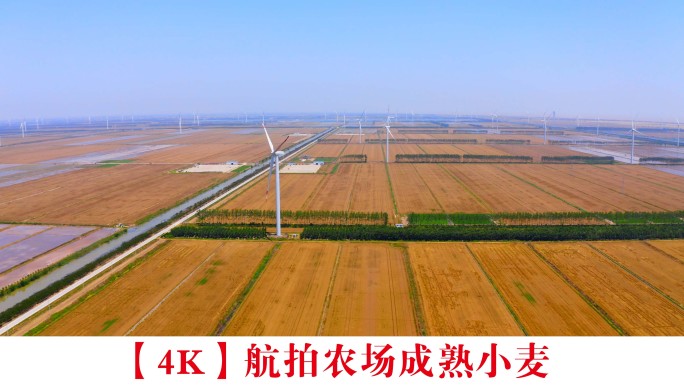 【4K】航拍农场成熟小麦