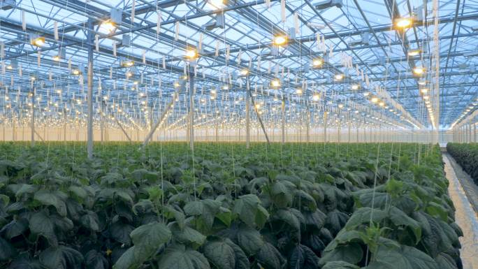 温室里的灯照在黄瓜上以便更好地栽培