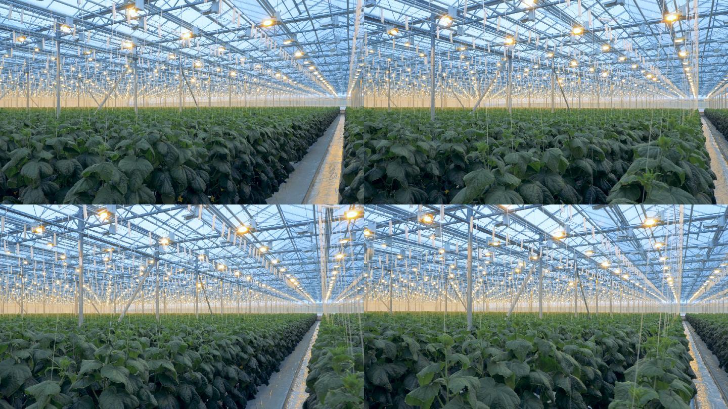 温室里的灯照在黄瓜上以便更好地栽培