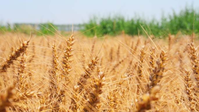 【4K】实拍农场成熟小麦