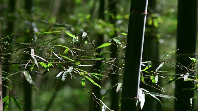 竹海竹林石板路