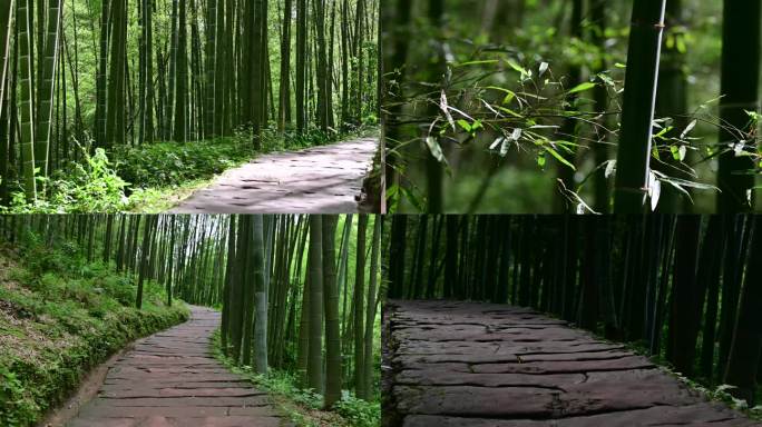 竹海竹林石板路