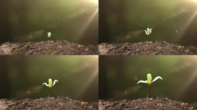 植物种子发芽破土生长4K