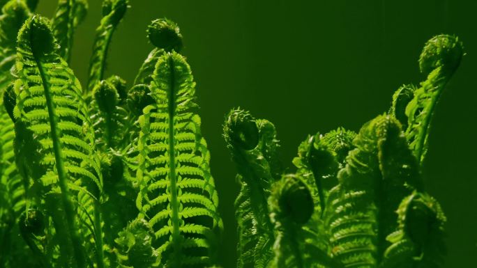 生长的蕨类植物植物生长延时