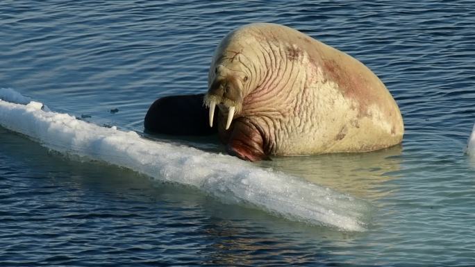 冰河上的海象海洋生物动物北极海洋生物耐寒