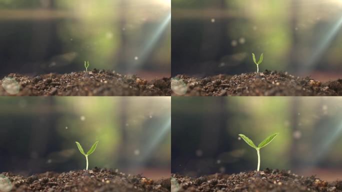植物发芽生长4K