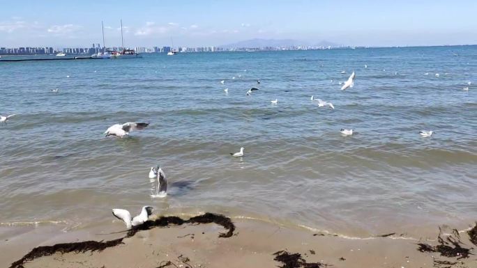 沙滩海边喂海鸥蓝天大海