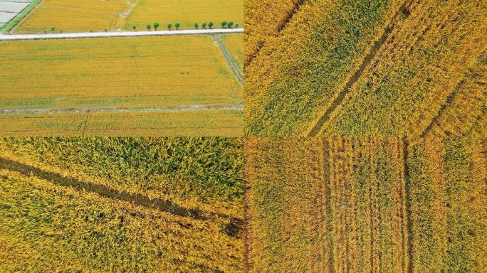 舶拍稻田素材视频