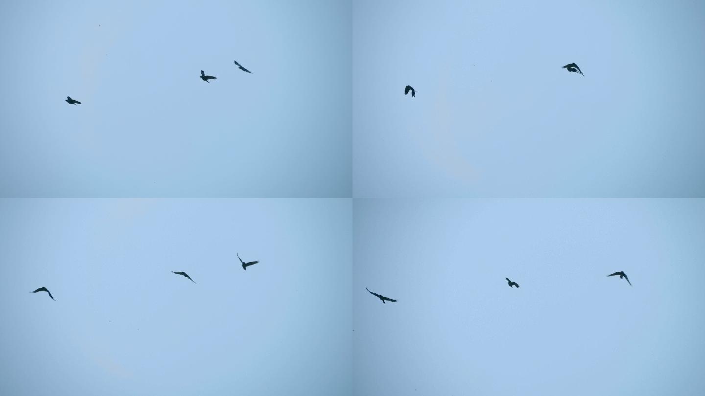 蓝天上，三只黑乌鸦齐飞