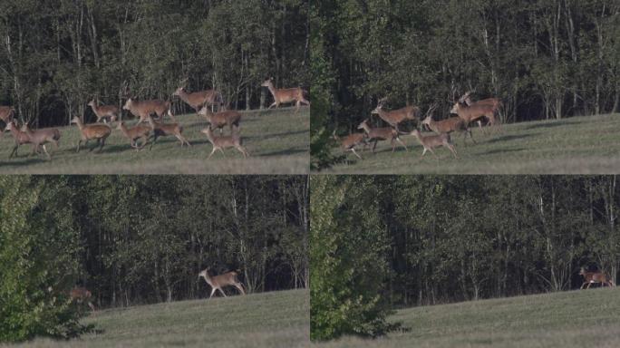 马鹿梅花鹿群奔跑慢镜头保护野生动物园鹿茸