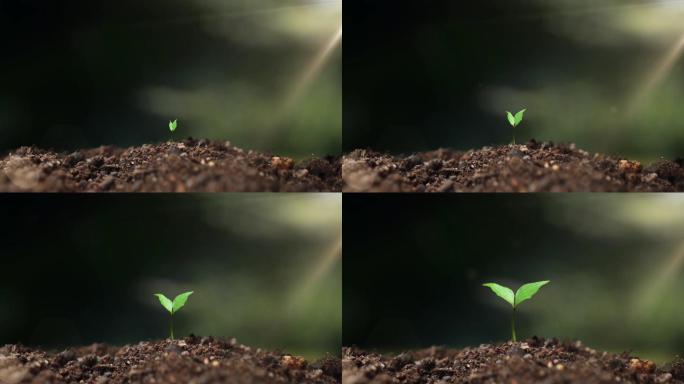 植物种子发芽