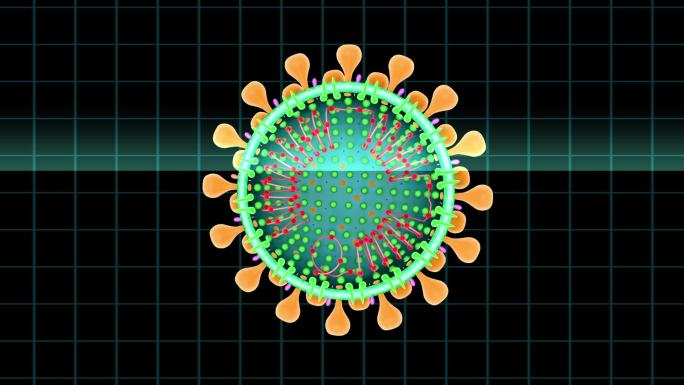冠状病毒内部基因链