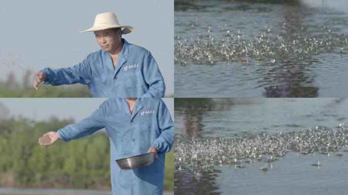 农民鱼塘上抛洒鱼食