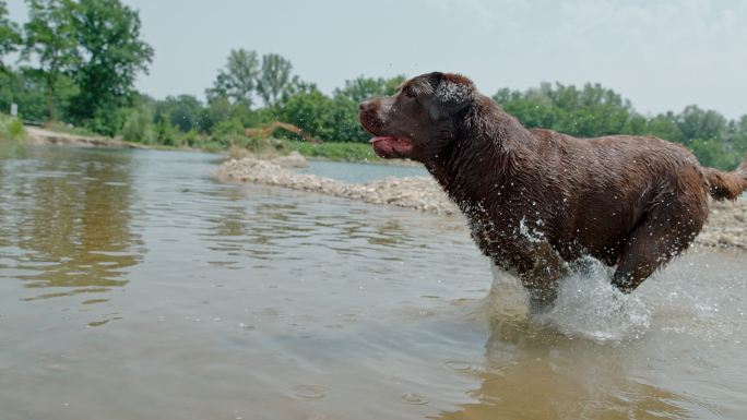 顽皮的狗在阳光明媚的河里奔跑