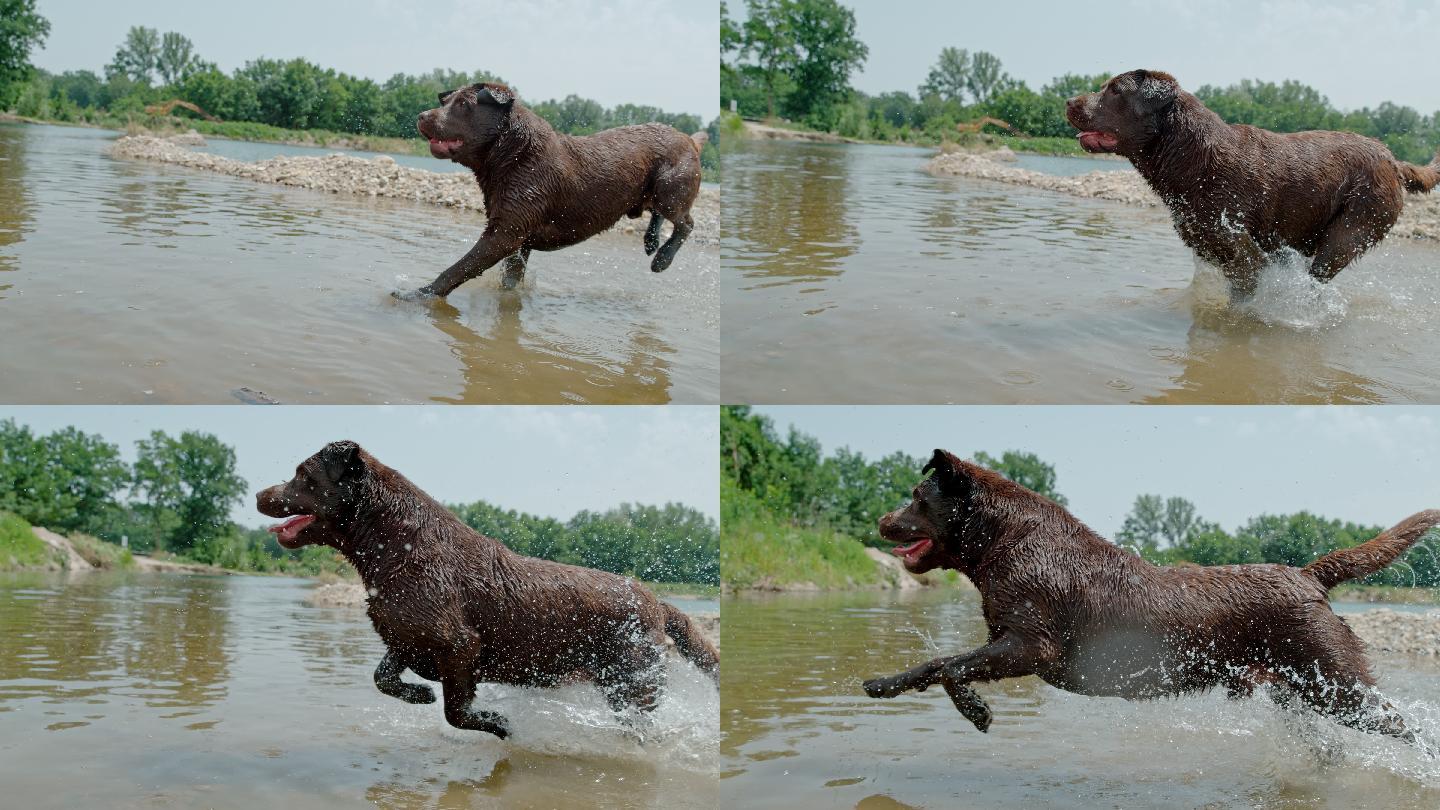 顽皮的狗在阳光明媚的河里奔跑
