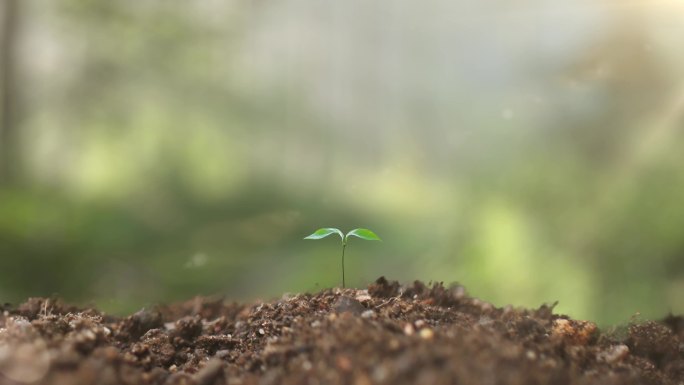 植物种子发芽生长