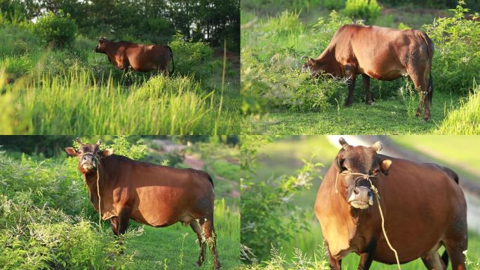 一头黄牛儿在山坡上吃草放牛