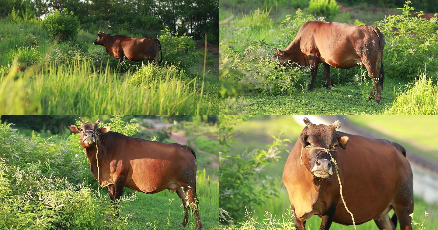 一头黄牛儿在山坡上吃草放牛