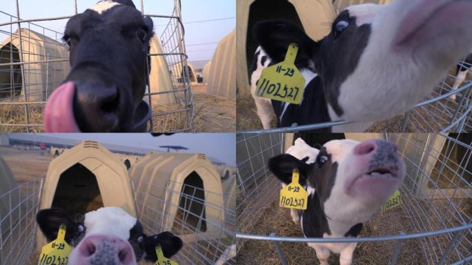 小奶牛养殖超清4K