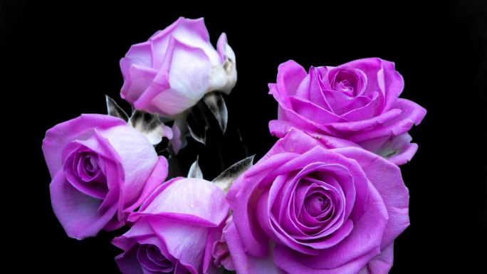 枯萎的玫瑰鲜花花朵紫色凋零凋谢