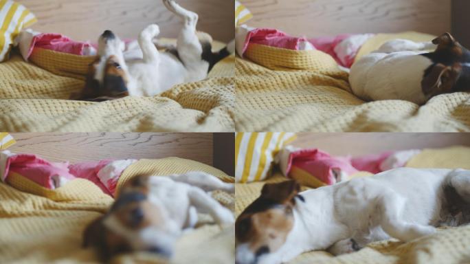 狗在床上翻筋斗，玩耍