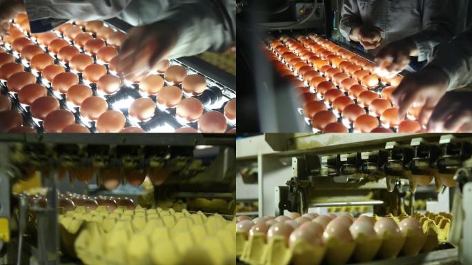 鸡蛋工厂