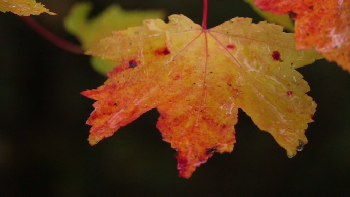 慢镜头特写雨后落在鲜红秋叶上的水滴