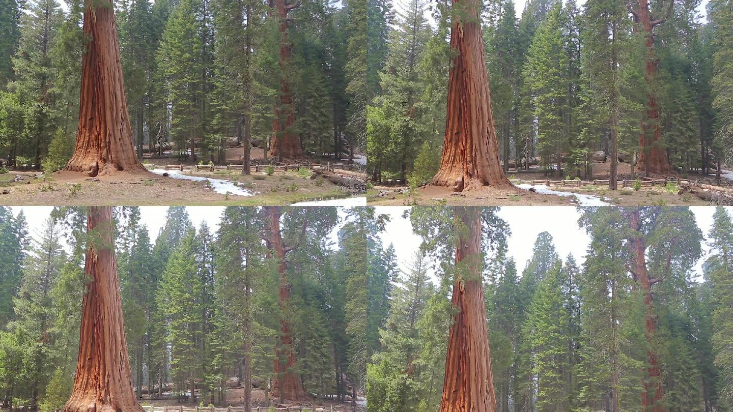 巨型红杉树大自然自然风光自然风景