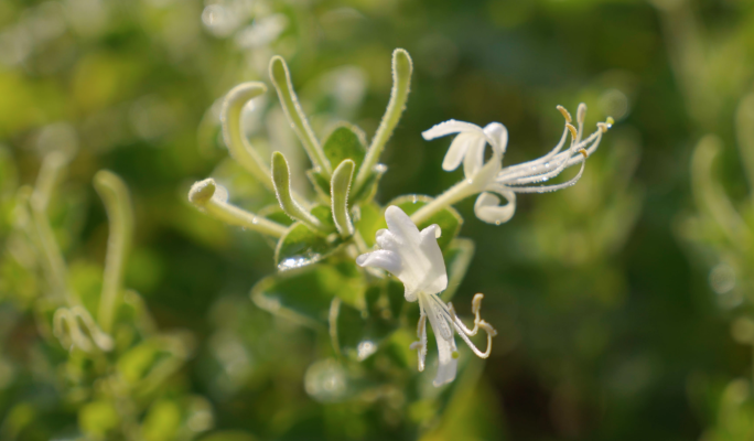 4K金银花-中草药