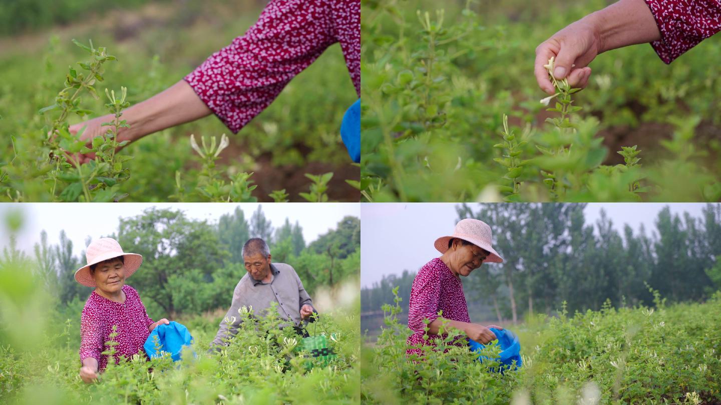 4K金银花-中草药