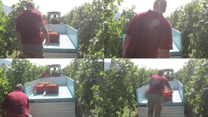 农场主把收获的葡萄和篮子放在拖车上