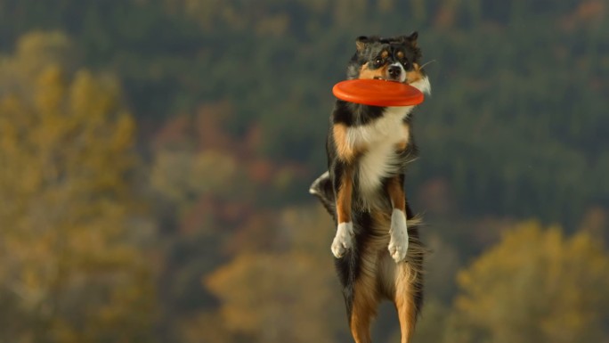 接住飞盘的狗狗叼盘德国牧羊犬