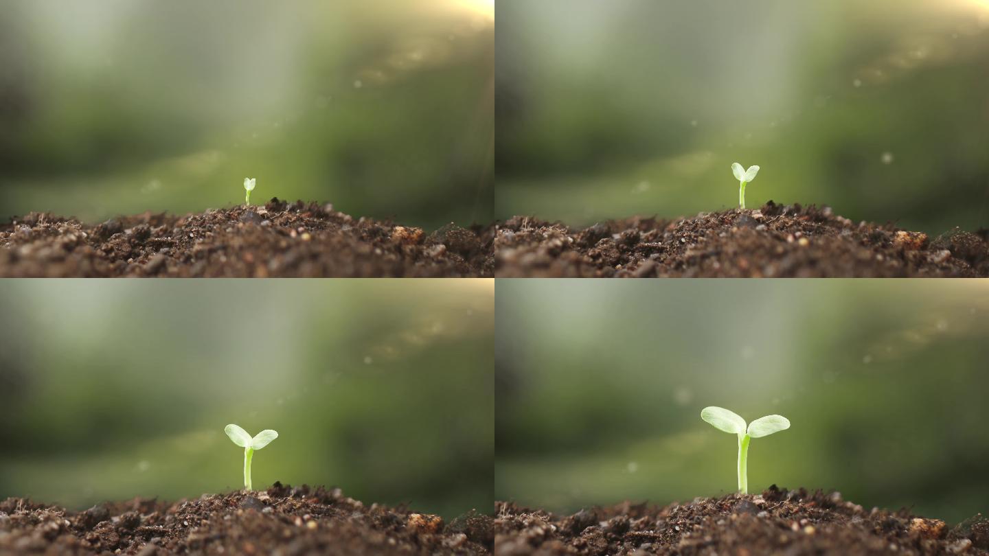 植物发芽阳光土壤4K