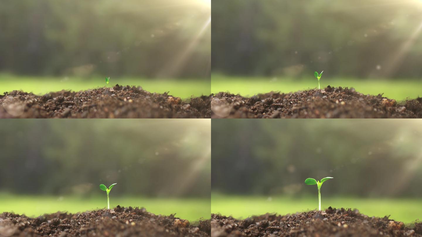 植物种子生根发芽4K