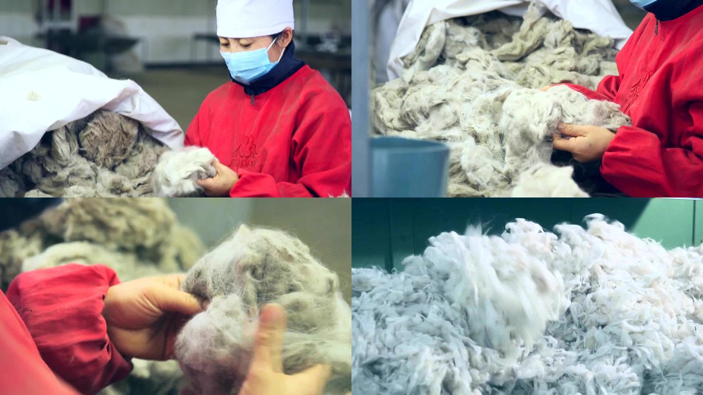 羊绒衫厂工人对羊毛进行初步整理挑选